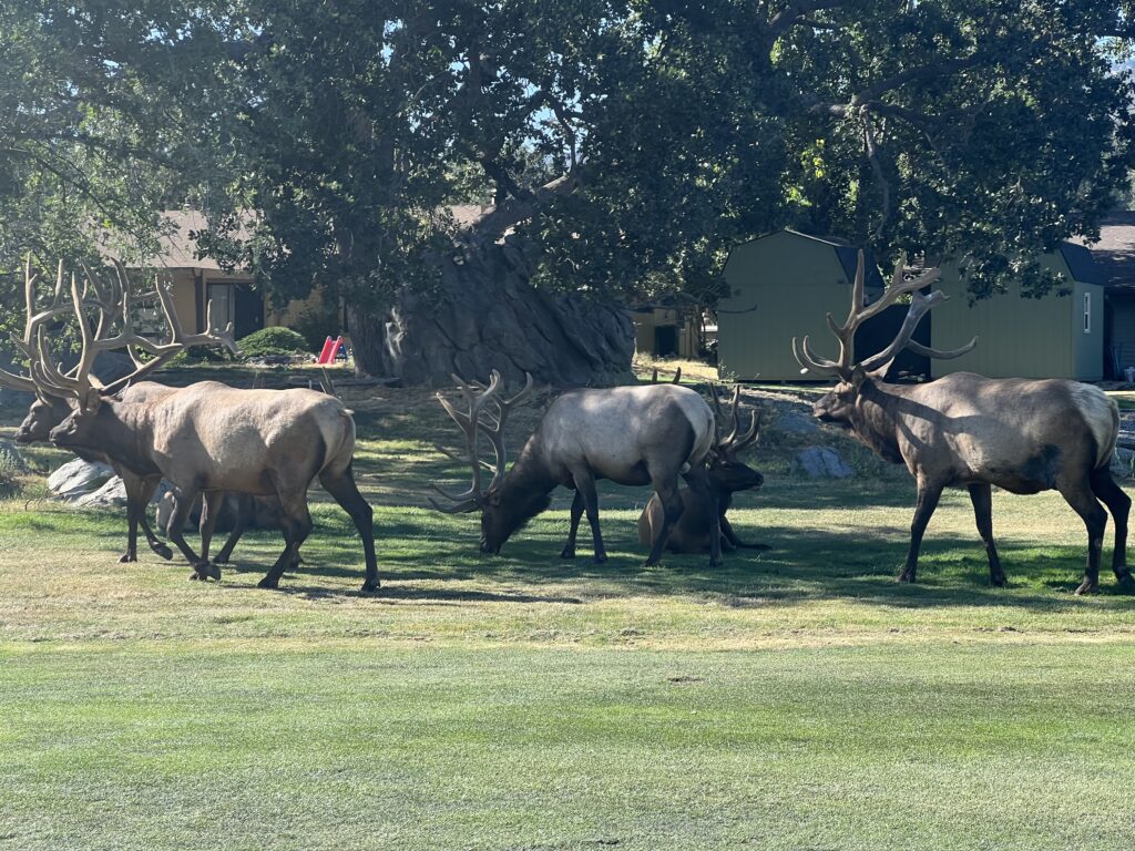 The Bear Valley Springs elk herd grazing on the golf course