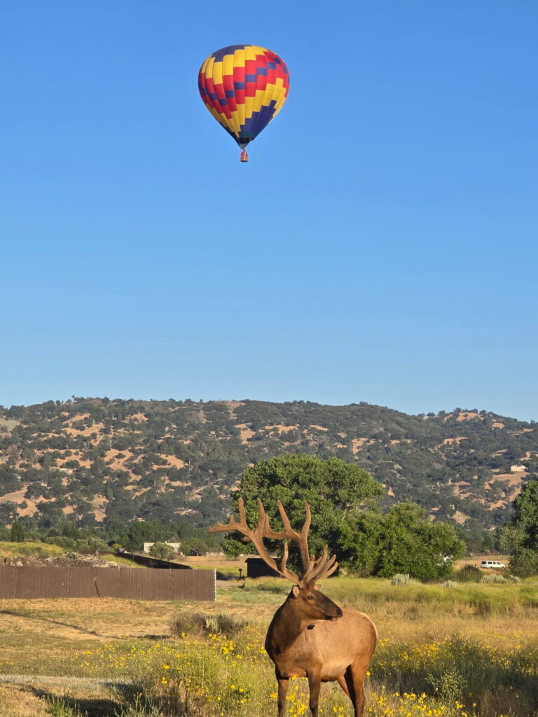 A bull elk beneath a hot air balloon in Bear Valley Springs